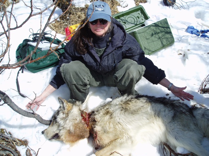 ensnared wolf